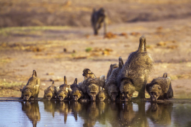 Chacma baboon in Kruger National park, South Africa - Foto, Imagen