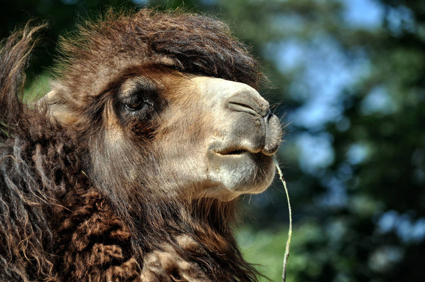 Camel with a straw in your mouth. - Foto, Imagem