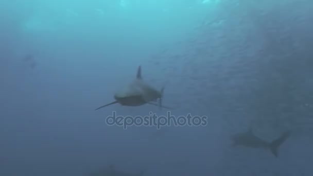 Close approach of Silky shark in blue water, Pacific ocean - Záběry, video