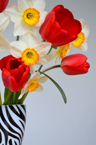 Narcisi e tulipani rossi sono un bouquet
 - Foto, immagini