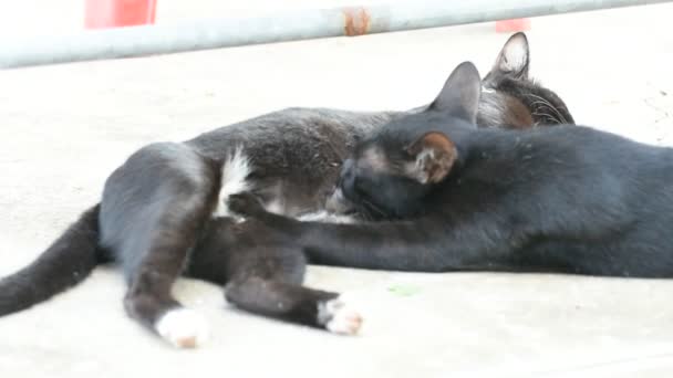 Kedi bebek süt anne kedi--dan emme - Video, Çekim