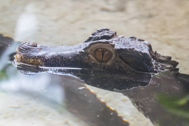 Cuvier's caiman head protruding from the water - Photo, Image