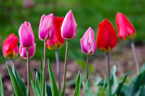Fijne zachte tulpen bloeien - Foto, afbeelding