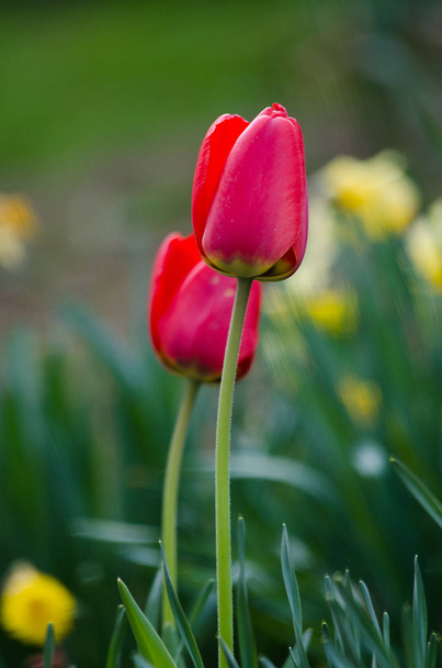 Flor delicada de tulipas macias
 - Foto, Imagem