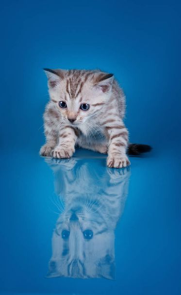 Bengala gatinho em um fundo azul
 - Foto, Imagem