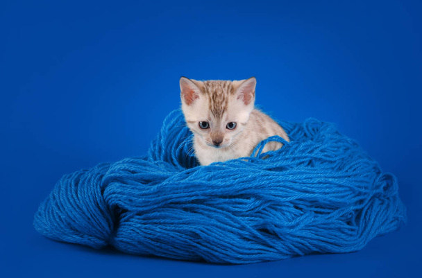 Bengala gatinho em um fundo azul
 - Foto, Imagem