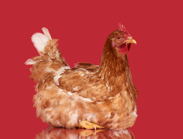 Pollo sobre fondo rojo, objeto aislado, un animal de primer plano
 - Foto, Imagen