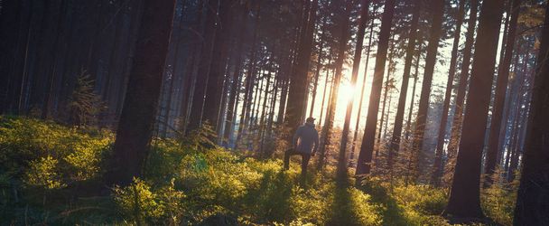 Young man in silent forest with sunlight - Foto, afbeelding