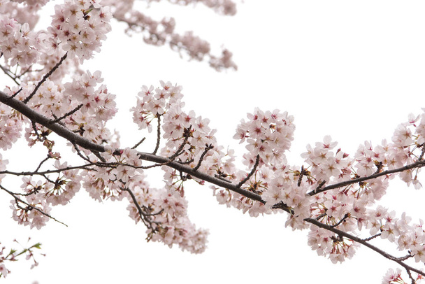 Třešňový květ s rozostřený, Sakura sezona v Japonsku, poza - Fotografie, Obrázek