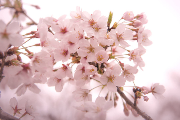 Cherry Blossom with Soft focus, Sakura season in japan,Backgroun - Φωτογραφία, εικόνα