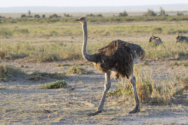 hembra del avestruz común caminando sobre sudario seco ecuatorial mo
 - Foto, imagen