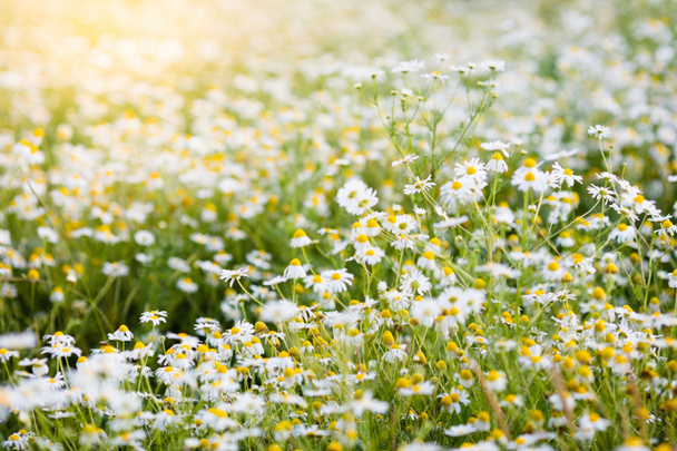 Campo de flores de margarita en verano
 - Foto, Imagen