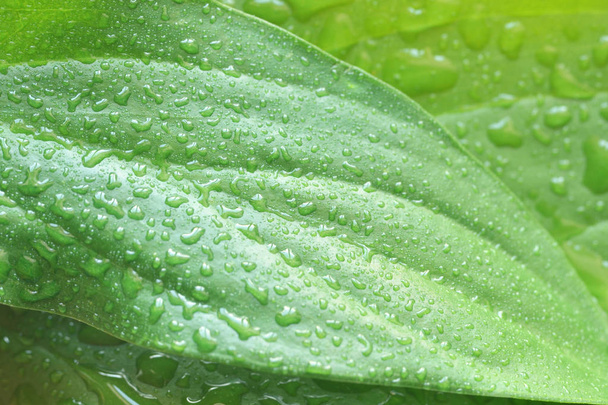 green plant leaf with water drops - Valokuva, kuva
