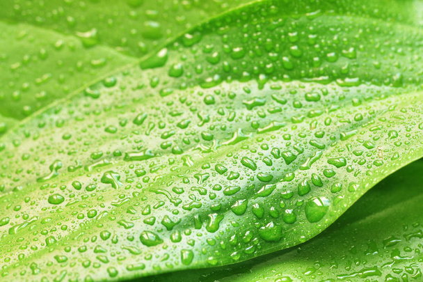 green plant leaf with water drops - Fotoğraf, Görsel