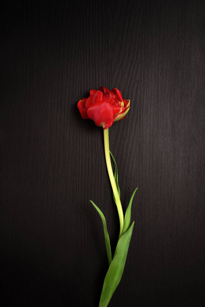 Jeden czerwony tulipan na czarnej powierzchni, - Zdjęcie, obraz