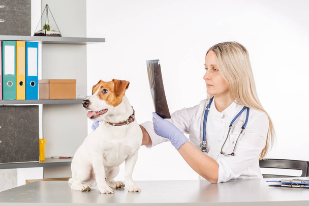 Doctor looking dog X-RAY - Фото, изображение