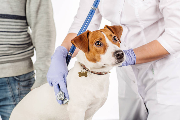 Veterinarian examining dog - Foto, afbeelding