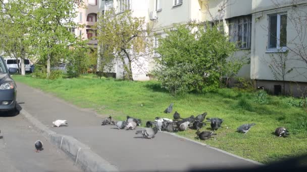 Πολλά περιστέρια τρέφονται σε μια πόλη - Πλάνα, βίντεο