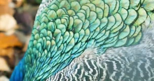 Detalle multicolor de la pluma del pavo real - brillando maravillosamente en la luz del sol - Metraje, vídeo