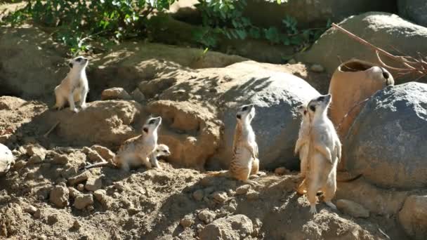 Trzy filmy meerkat rodziny w 4k - Materiał filmowy, wideo