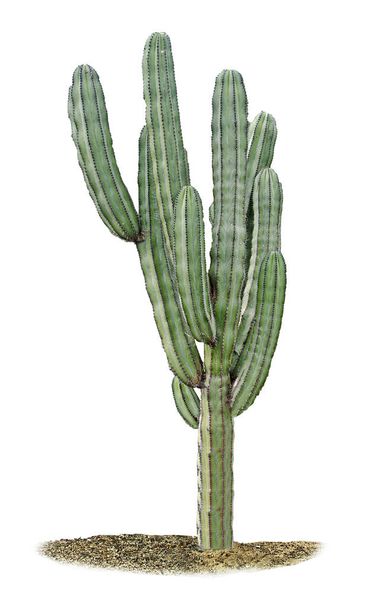 Primer plano de Cactus aislado sobre fondo blanco
 - Foto, Imagen