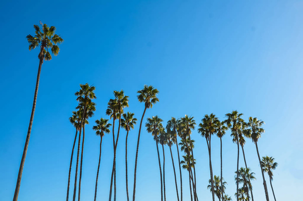 Califórnia altas palmas no fundo do céu azul
 - Foto, Imagem