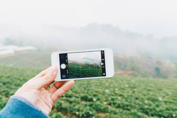 Smartphone in hand for take photo of strawberry plantation - Photo, Image
