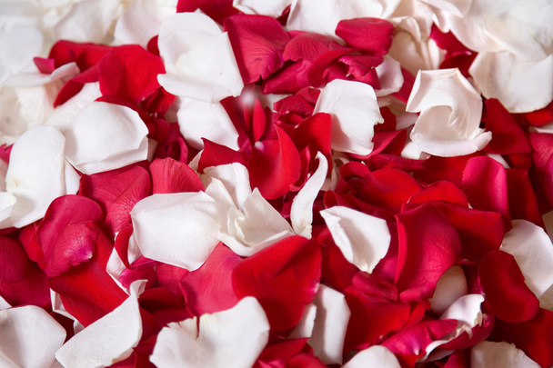 piękne czerwone płatki róż na białym tle - Zdjęcie, obraz