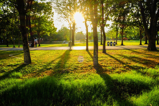Pôr do sol do parque com sombra clara na árvore
 - Foto, Imagem
