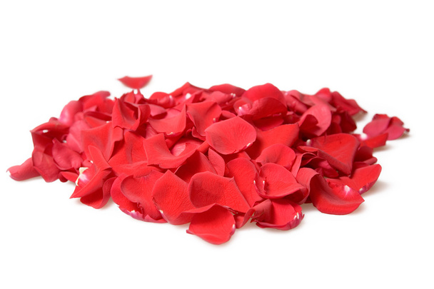 gyönyörű vörös rózsa szirmok fehér háttér - Fotó, kép