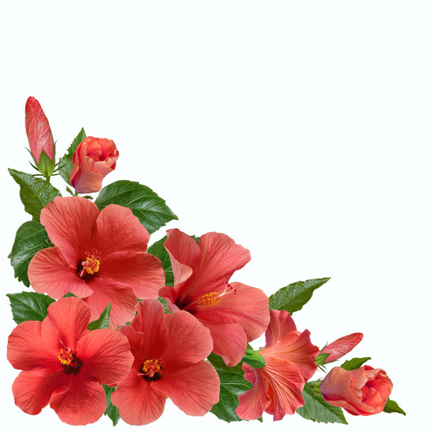 рожеві квіти гібіскуса і бутони
 - Фото, зображення