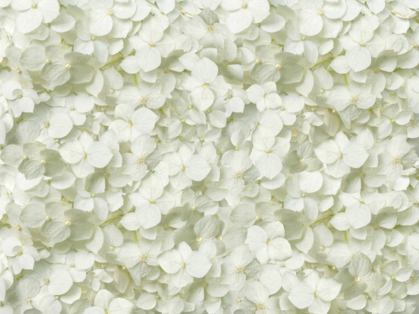 witte hortensia bloeit romantische florale achtergrond - Foto, afbeelding