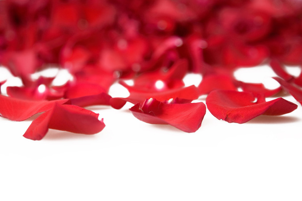 schöne rote Rosenblätter auf weißem Hintergrund - Foto, Bild