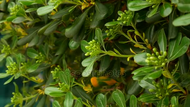 Shrubs and trees Pittosporum in Montenegro. Landscaping design o - Footage, Video