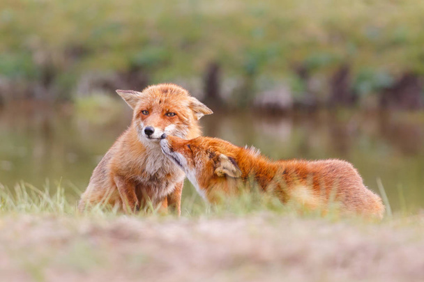 Rotfüchse im natürlichen Lebensraum  - Foto, Bild