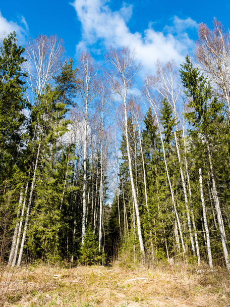 лісові дерева на яскраво-синьому небі
 - Фото, зображення