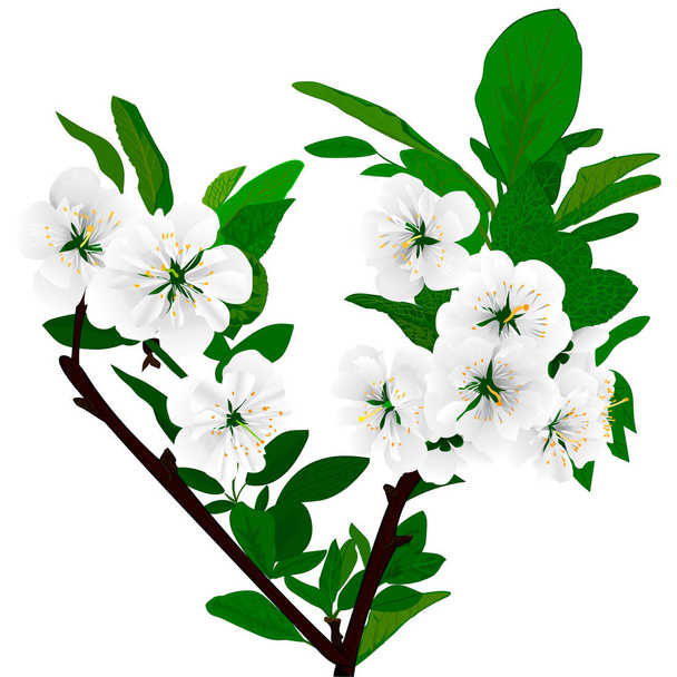 flor jardín primavera
 - Vector, imagen
