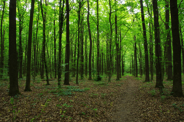 Деревья в зеленом лесу  - Фото, изображение