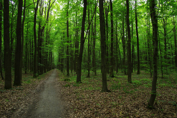 Bäume im grünen Wald  - Foto, Bild