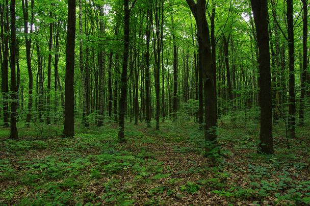 Bomen in groen bos  - Foto, afbeelding
