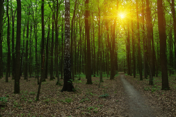 Forêt avec lumière du soleil
.  - Photo, image