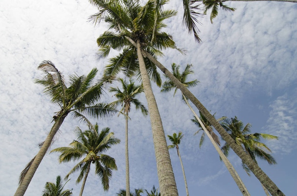 Kokosnussbaum über bewölktem und blauem Himmel. - Foto, Bild