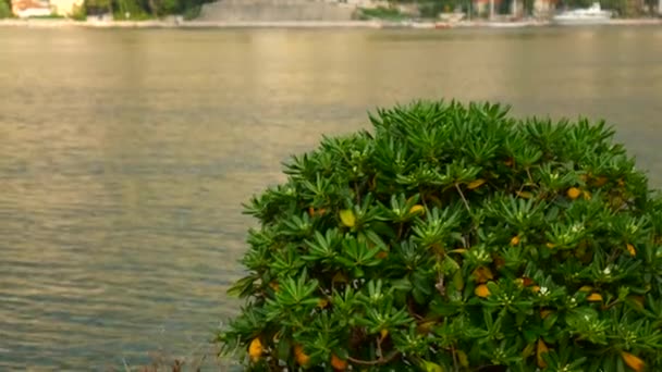 Krzewy i drzewa Pittosporum w Czarnogórze. O projektowanie krajobrazu - Materiał filmowy, wideo