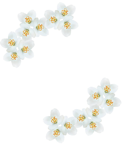 Oksa jasmiinin kukkia eristetty valkoisella taustalla
 - Valokuva, kuva