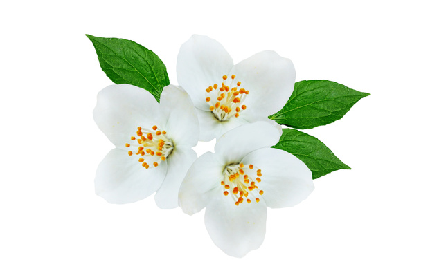 ága jázmin virágok elszigetelt fehér background - Fotó, kép