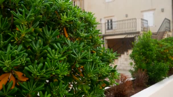 Arbustes et arbres Pittosporum au Monténégro. Conception d'aménagement paysager o
 - Séquence, vidéo