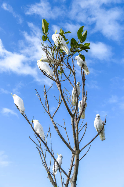 hermosa cacatúa blanca encaramada en la rama
 - Foto, imagen