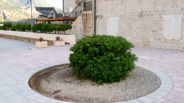 Krzewy i drzewa Pittosporum w Czarnogórze. O projektowanie krajobrazu - Materiał filmowy, wideo