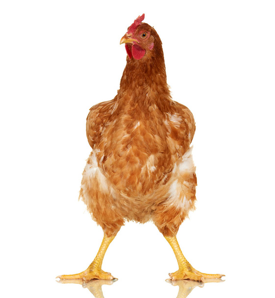 Pollo su sfondo bianco, oggetto isolato, un animale da primo piano
 - Foto, immagini