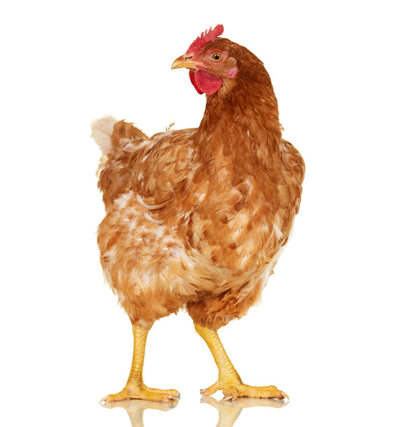 Chicken on white background, isolated object, one closeup animal - Photo, Image